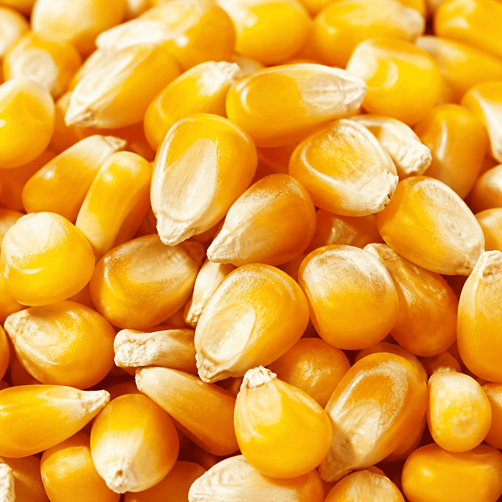 Other oilseeds